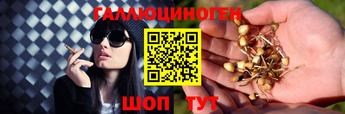 Псилоцибиновые грибы Psilocybe  Вход с VPN  Галлюциногенные грибы Psilocybe  Луга 